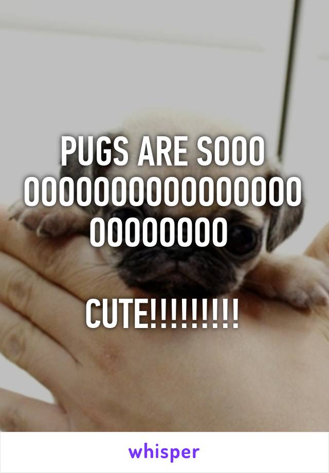 PUGS ARE SOOO OOOOOOOOOOOOOOOOOOOOOOOO 

CUTE!!!!!!!!!