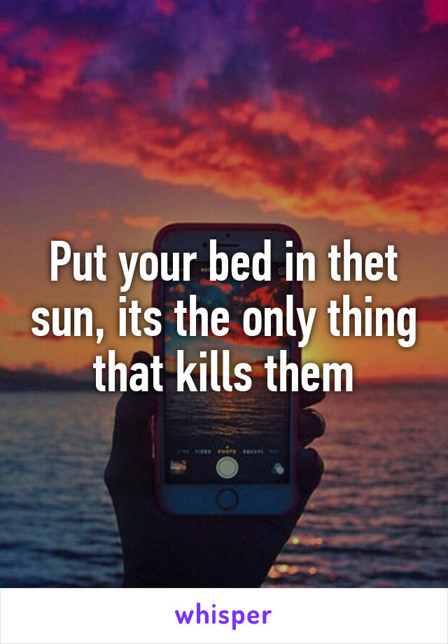Put your bed in thet sun, its the only thing that kills them