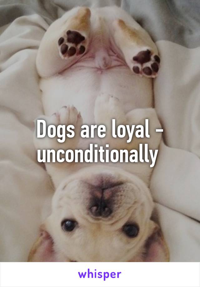 Dogs are loyal - unconditionally 