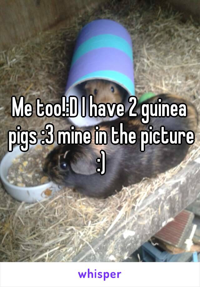 Me too!:D I have 2 guinea pigs :3 mine in the picture :)