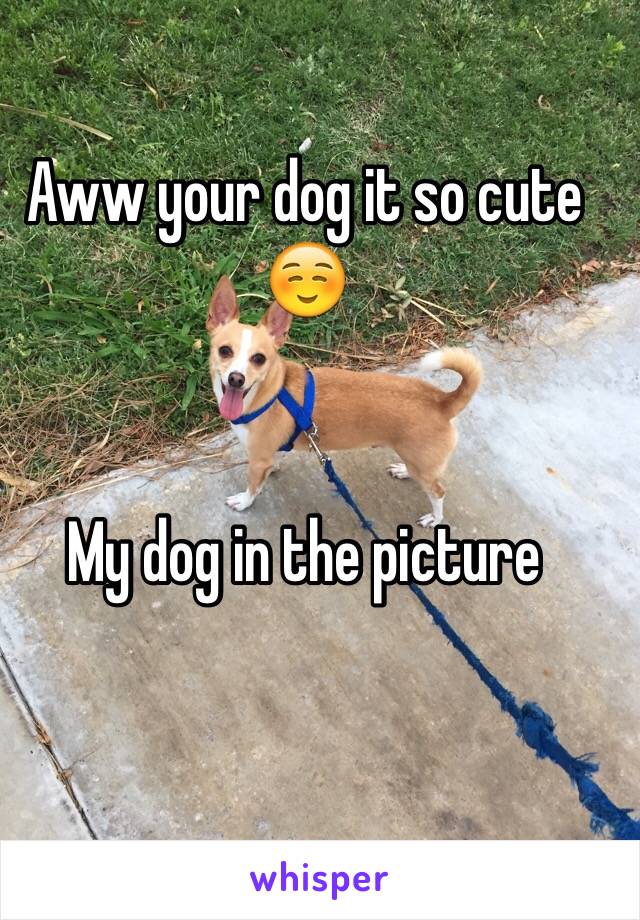 Aww your dog it so cute ☺️


My dog in the picture