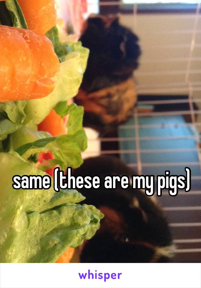 same (these are my pigs)