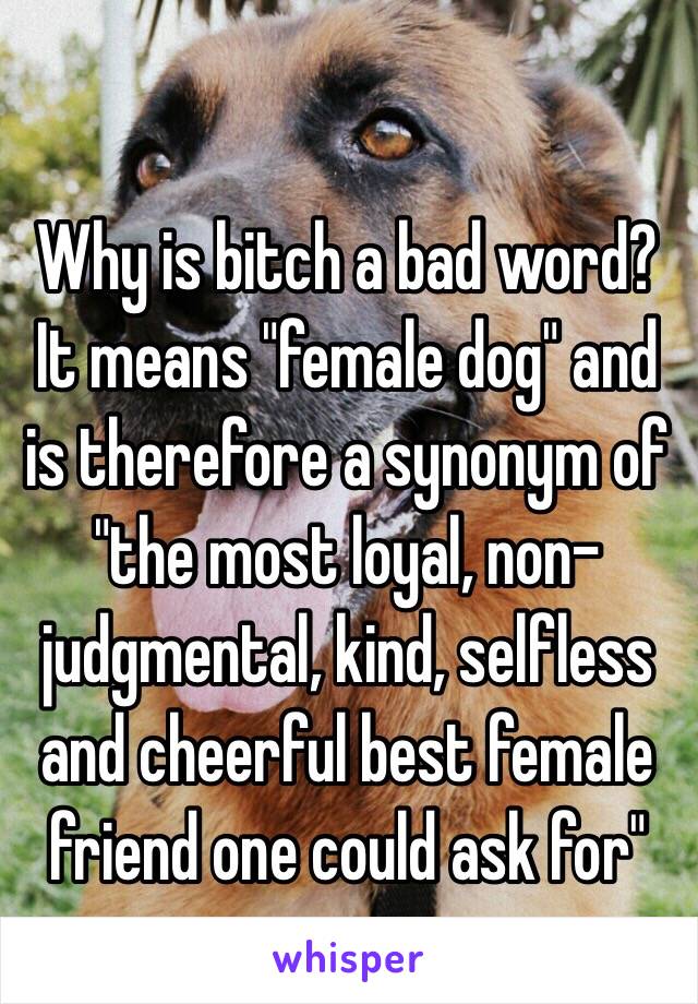 Why is bitch a bad word? It means "female dog" and is therefore a synonym of "the most loyal, non-judgmental, kind, selfless and cheerful best female friend one could ask for"