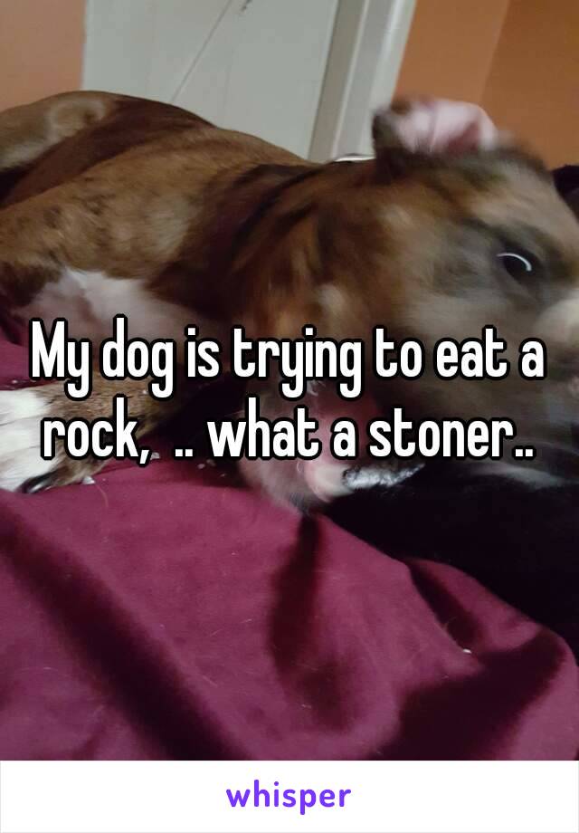 My dog is trying to eat a rock,  .. what a stoner.. 