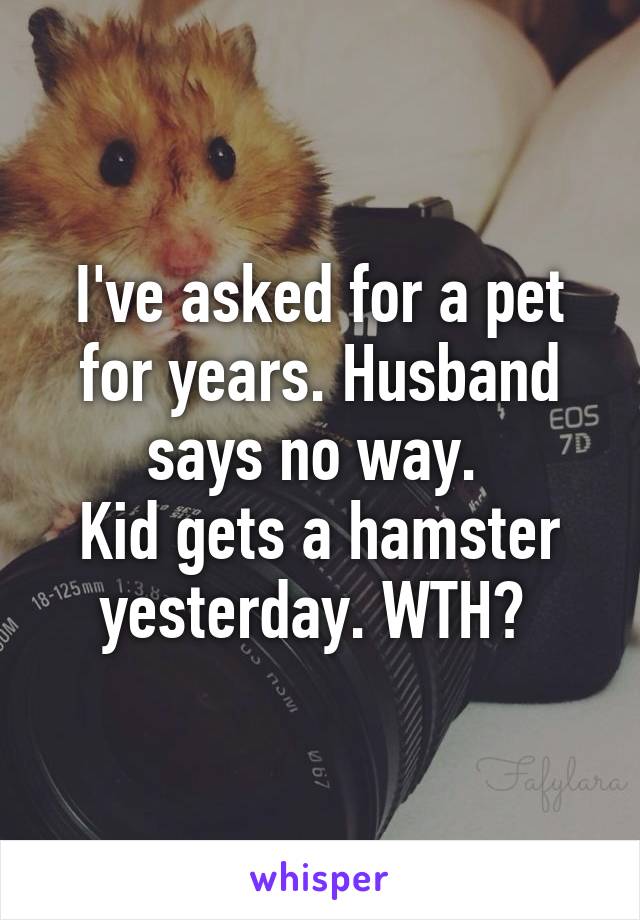 I've asked for a pet for years. Husband says no way. 
Kid gets a hamster yesterday. WTH? 