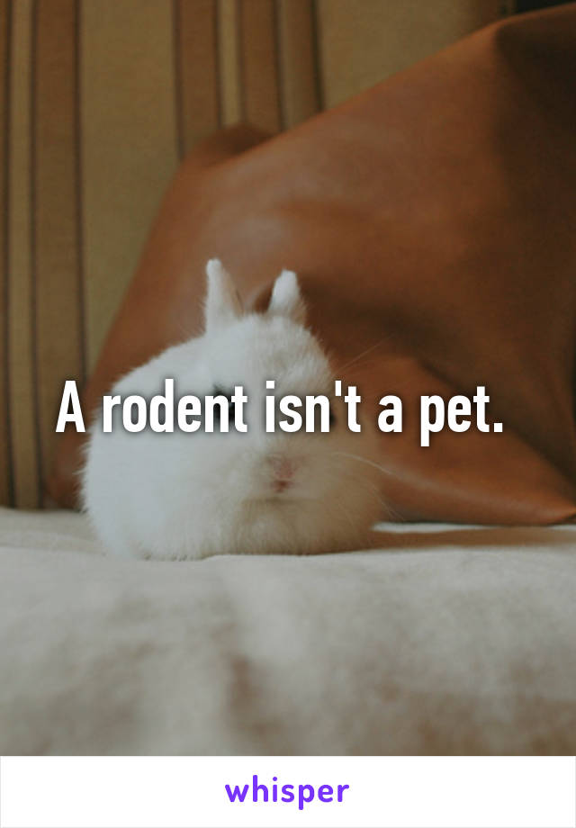 A rodent isn't a pet. 