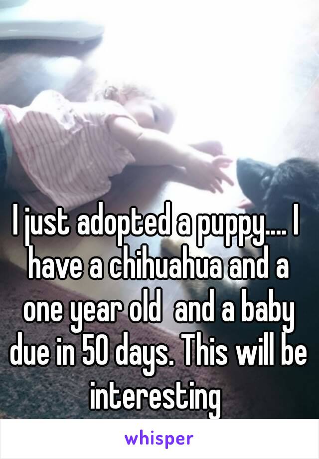 I just adopted a puppy.... I have a chihuahua and a one year old  and a baby due in 50 days. This will be interesting 