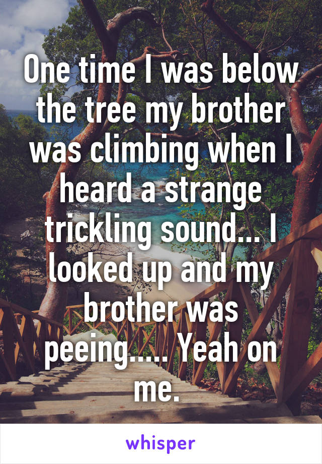 One time I was below the tree my brother was climbing when I heard a strange trickling sound... I looked up and my brother was peeing..... Yeah on me. 