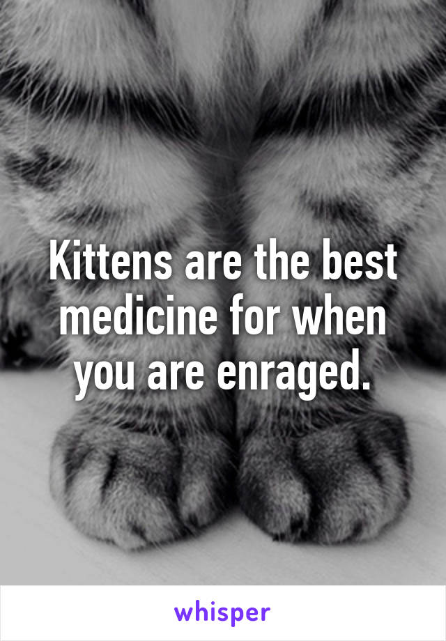 Kittens are the best medicine for when you are enraged.