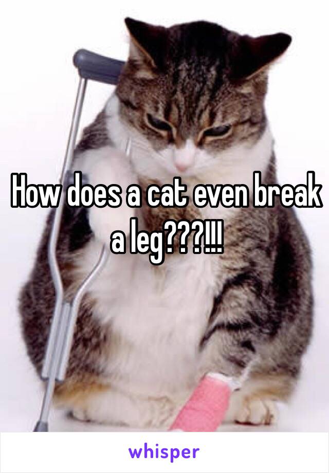 How does a cat even break a leg???!!!