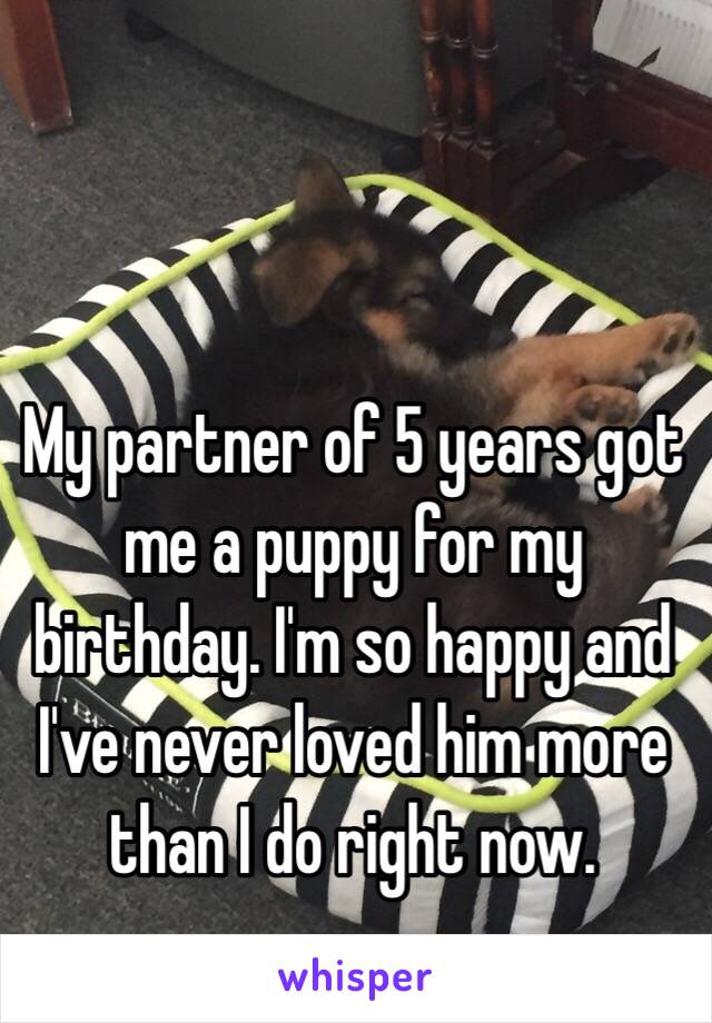 My partner of 5 years got me a puppy for my birthday. I'm so happy and I've never loved him more than I do right now. 