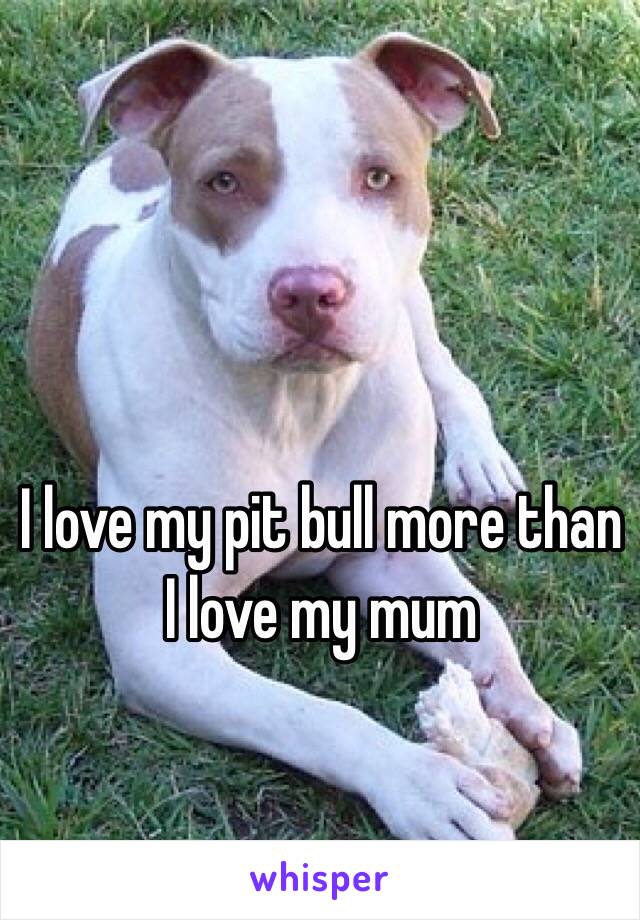 I love my pit bull more than I love my mum