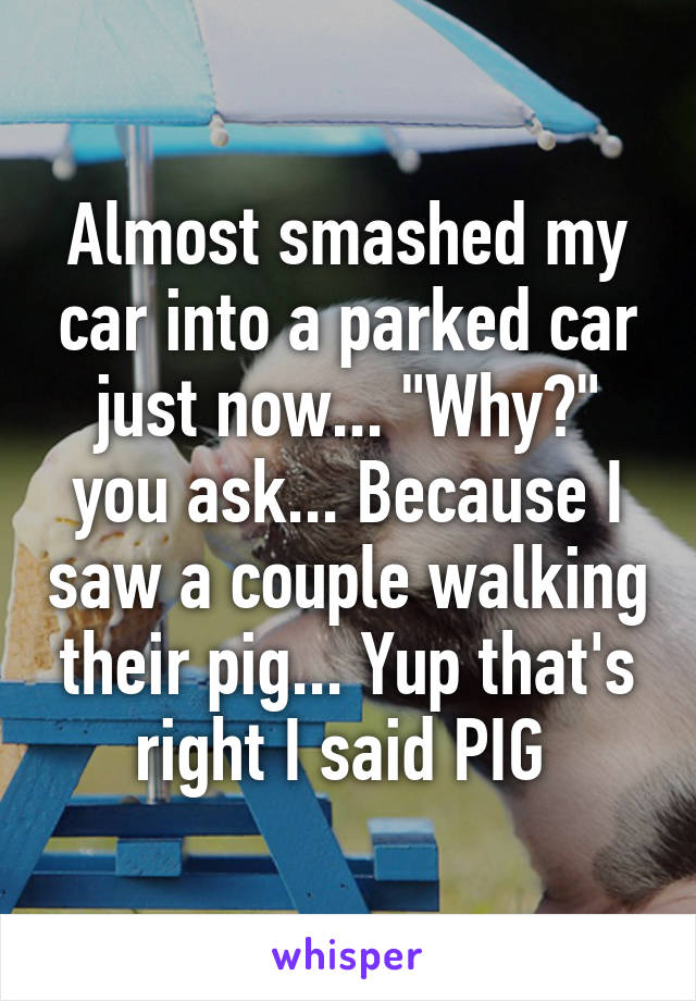 Almost smashed my car into a parked car just now... "Why?" you ask... Because I saw a couple walking their pig... Yup that's right I said PIG 