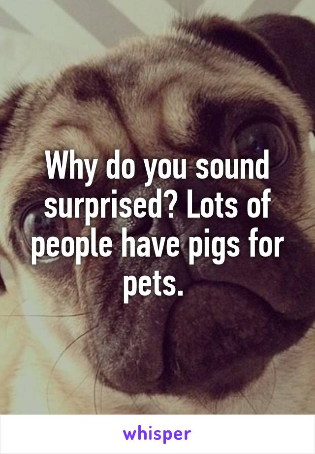 Why do you sound surprised? Lots of people have pigs for pets. 