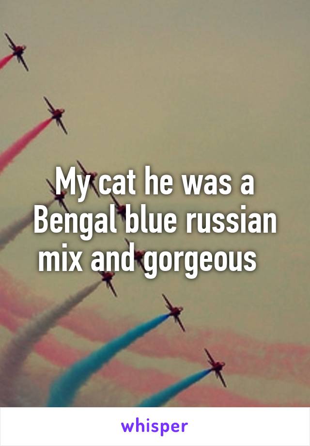 My cat he was a Bengal blue russian mix and gorgeous  