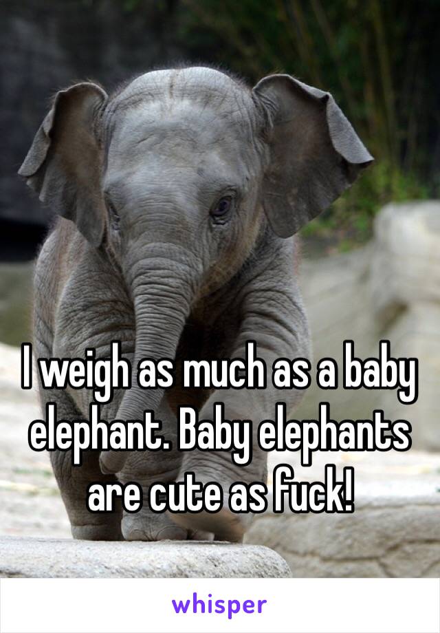 I weigh as much as a baby elephant. Baby elephants are cute as fuck!