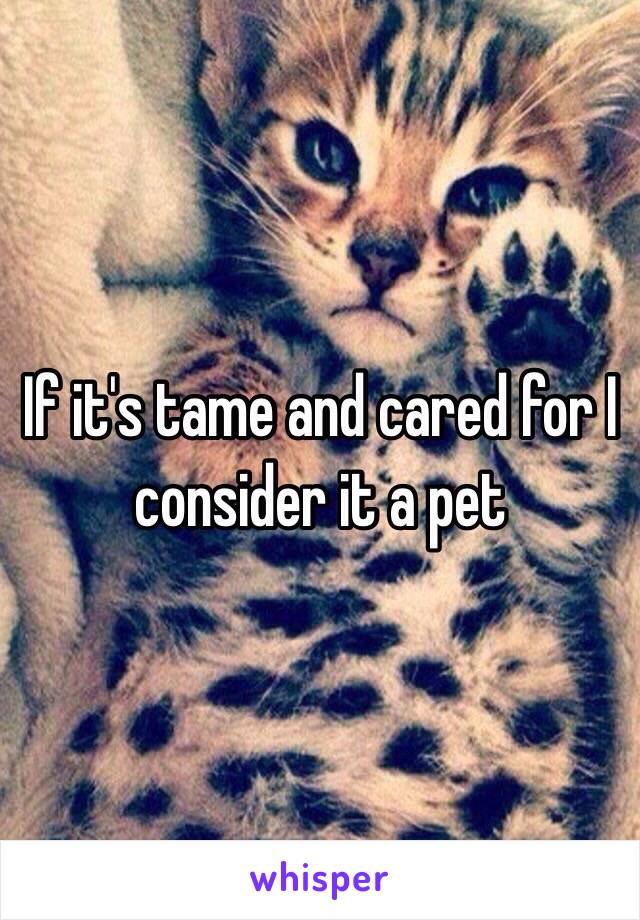 If it's tame and cared for I consider it a pet