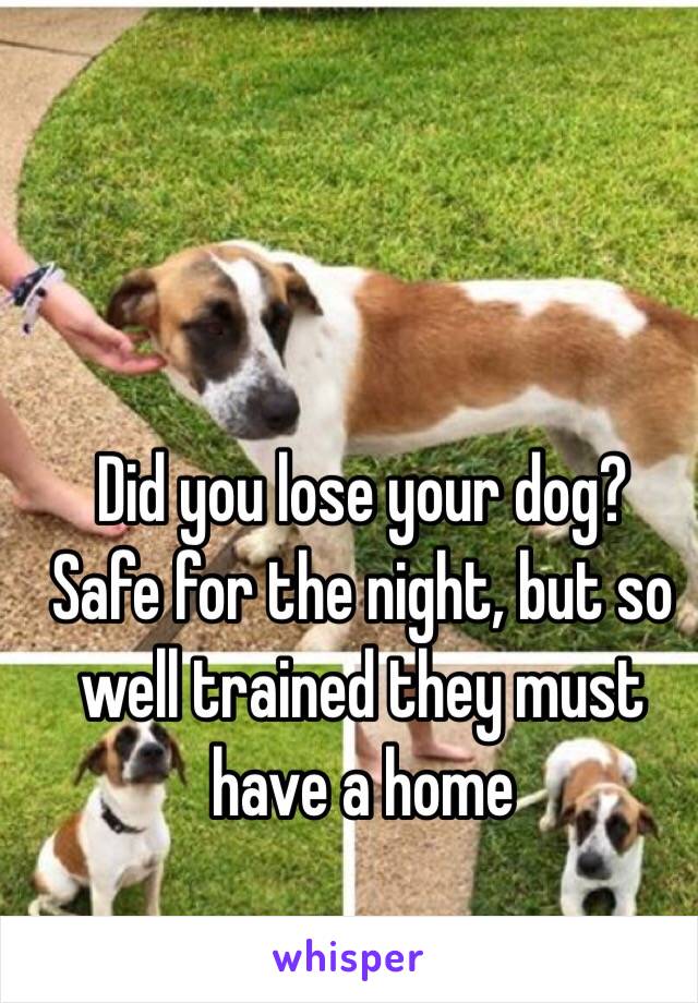 Did you lose your dog?
Safe for the night, but so well trained they must have a home