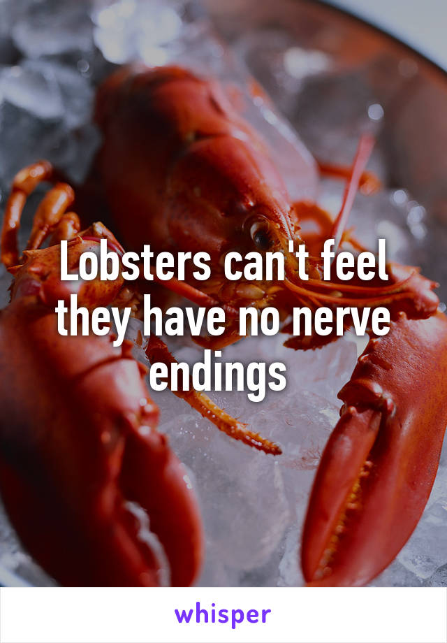 Lobsters can't feel they have no nerve endings 