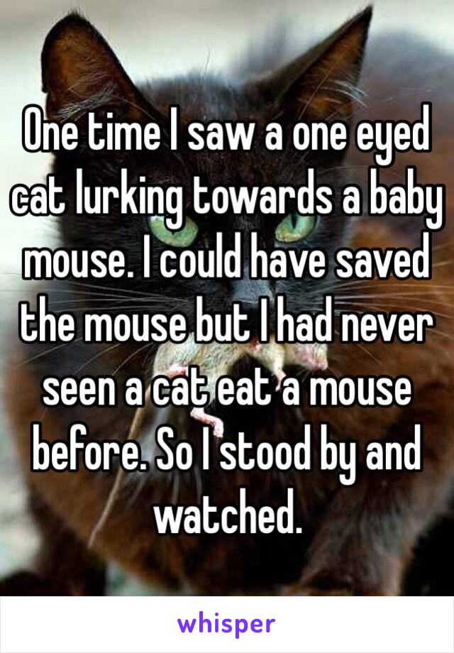 One time I saw a one eyed cat lurking towards a baby mouse. I could have saved the mouse but I had never seen a cat eat a mouse before. So I stood by and watched. 