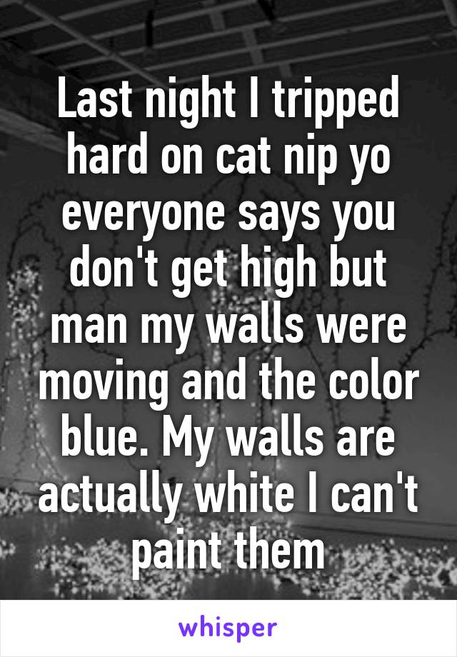 Last night I tripped hard on cat nip yo everyone says you don't get high but man my walls were moving and the color blue. My walls are actually white I can't paint them