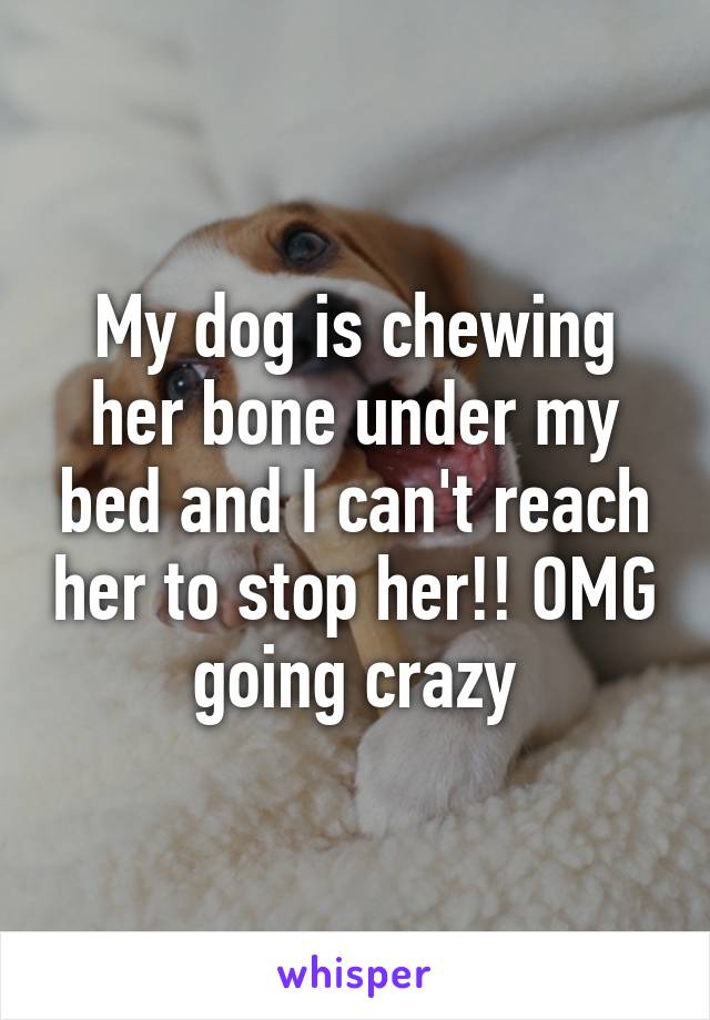 My dog is chewing her bone under my bed and I can't reach her to stop her!! OMG going crazy