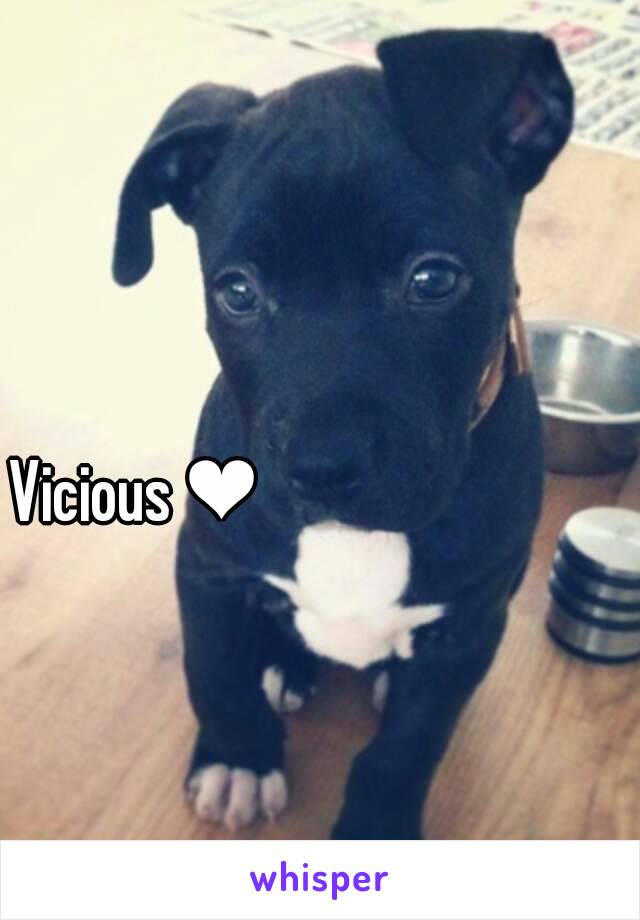 Vicious ❤