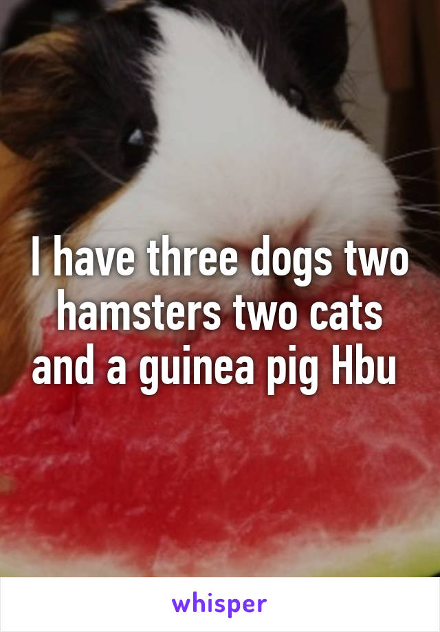 I have three dogs two hamsters two cats and a guinea pig Hbu 