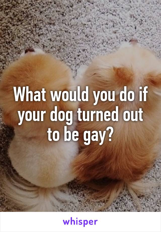 What would you do if your dog turned out to be gay?