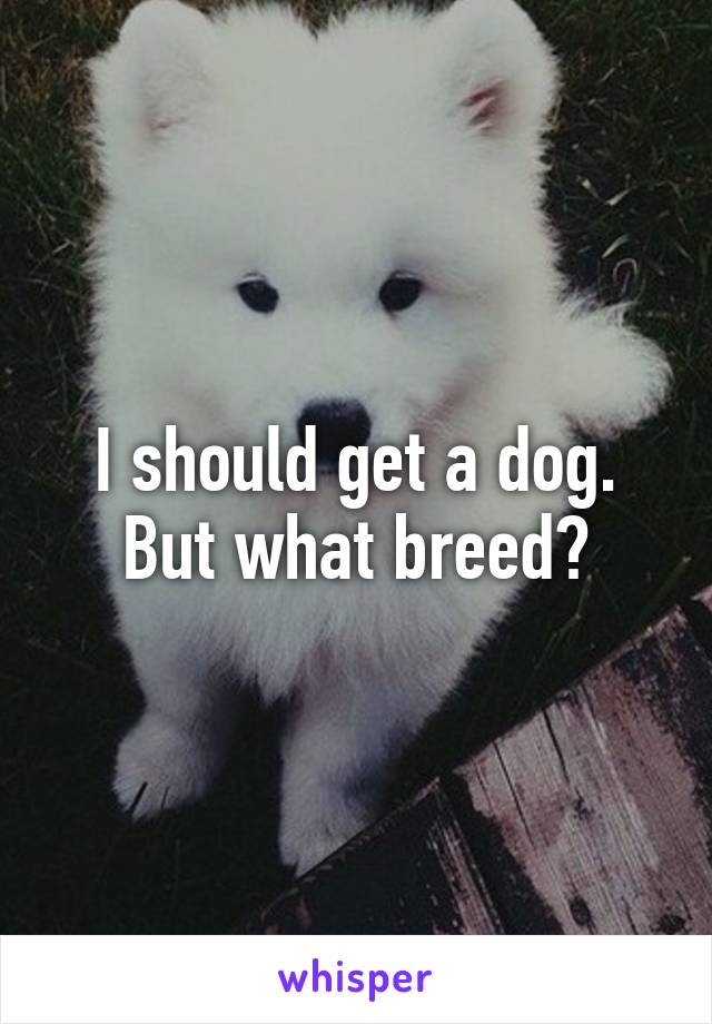 I should get a dog. But what breed?