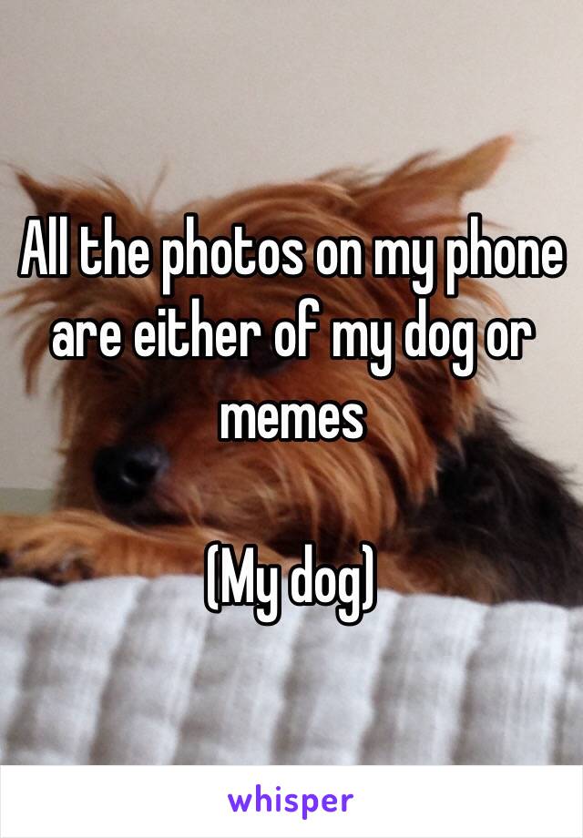 All the photos on my phone are either of my dog or memes

(My dog)