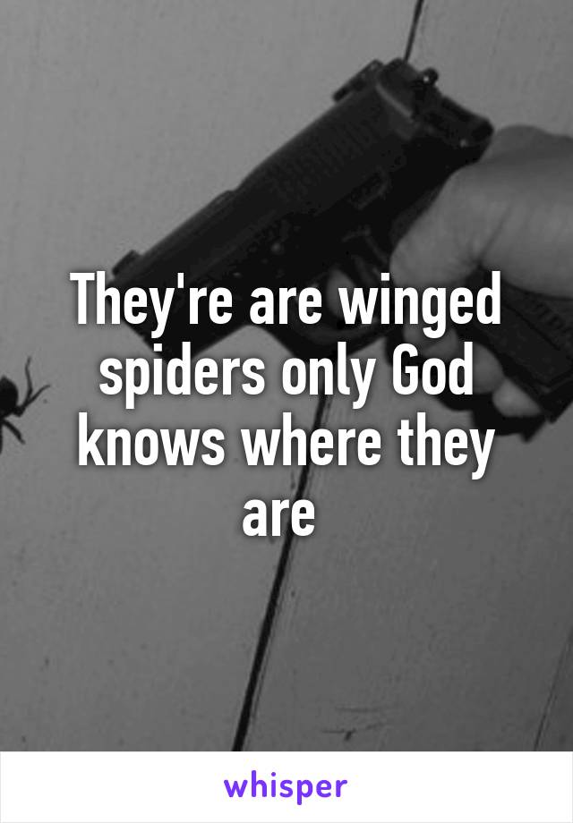 They're are winged spiders only God knows where they are 