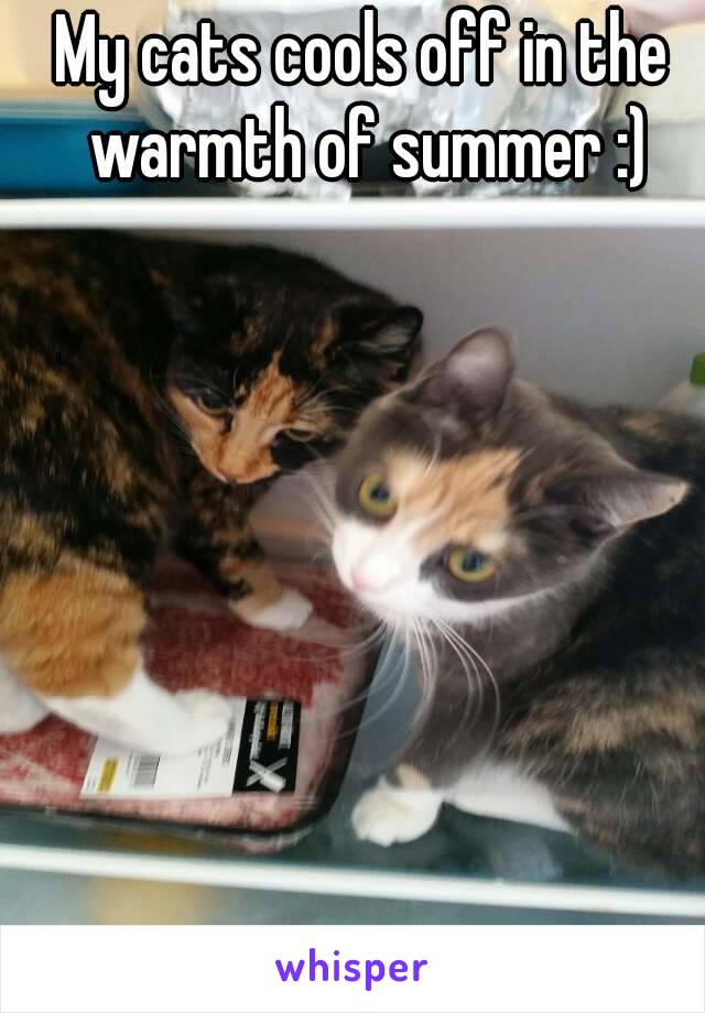 My cats cools off in the warmth of summer :)