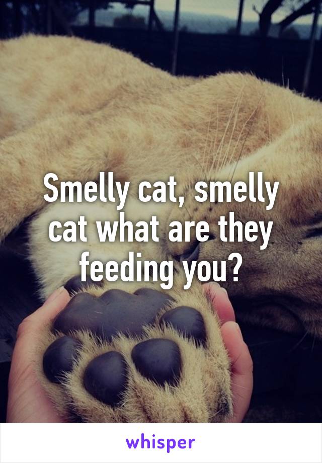 Smelly cat, smelly cat what are they feeding you?