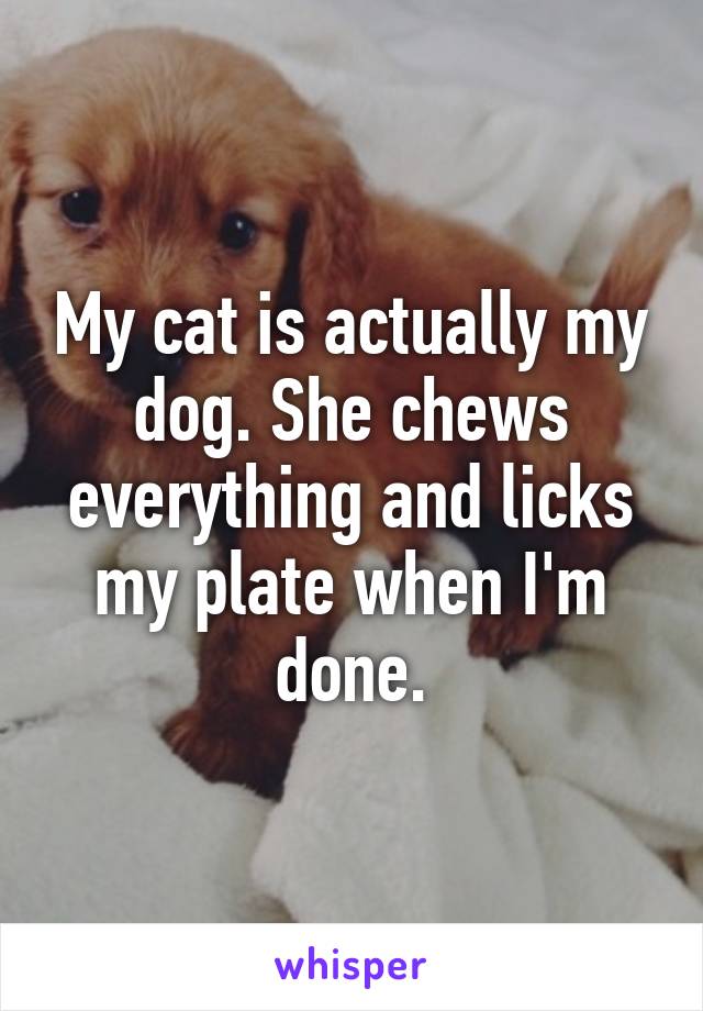 My cat is actually my dog. She chews everything and licks my plate when I'm done.