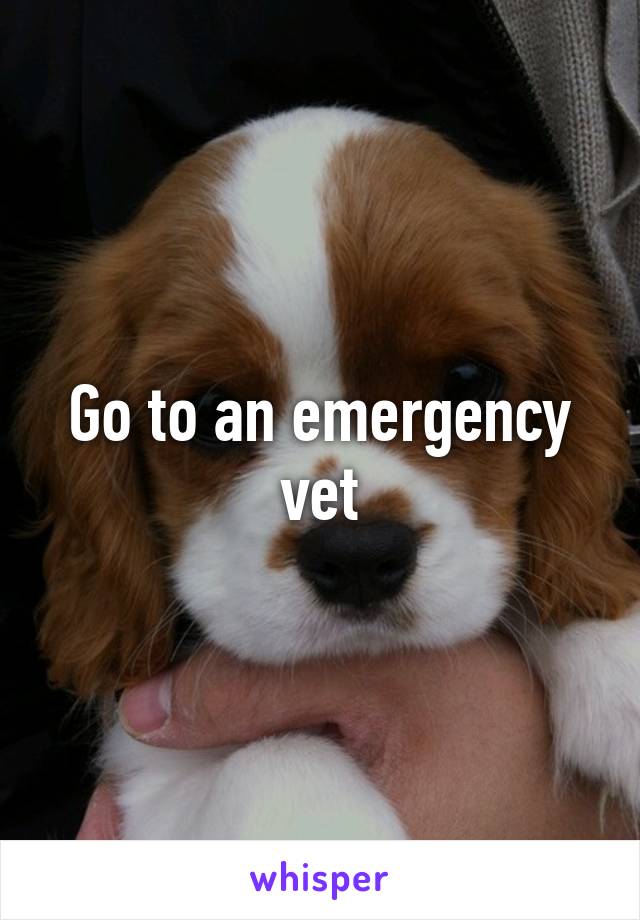 Go to an emergency vet