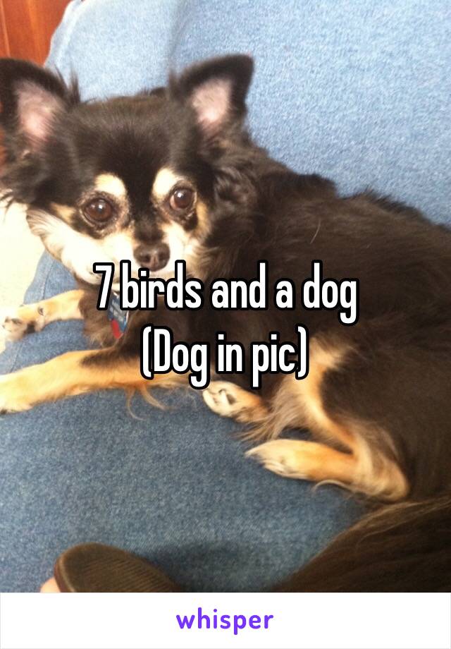 7 birds and a dog 
(Dog in pic) 