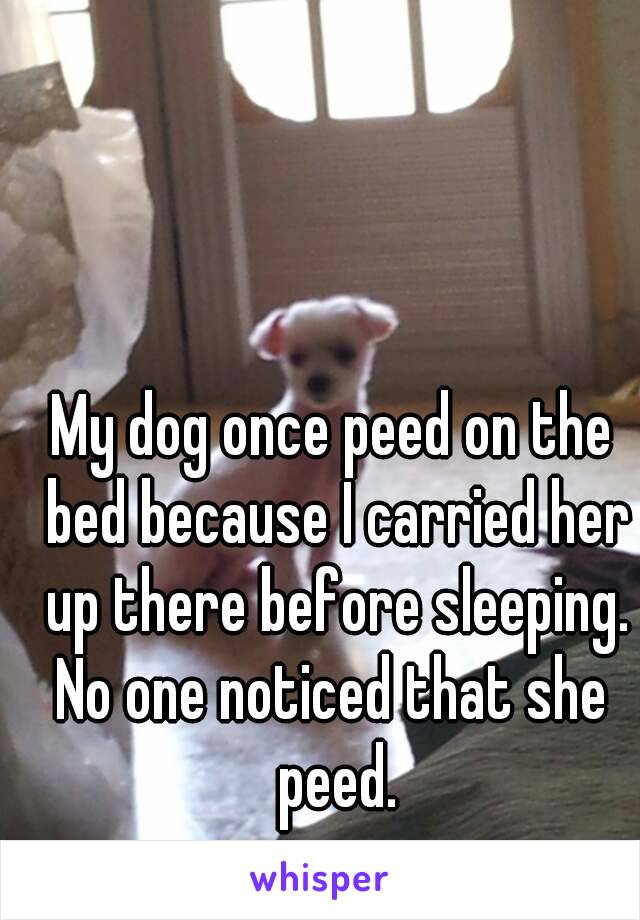 My dog once peed on the bed because I carried her up there before sleeping.
No one noticed that she peed.