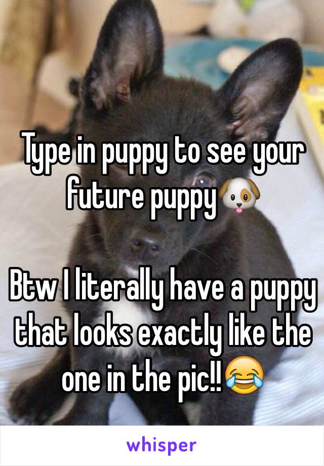 Type in puppy to see your future puppy🐶

Btw I literally have a puppy that looks exactly like the one in the pic!!😂