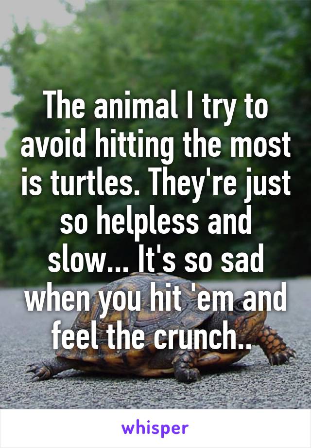 The animal I try to avoid hitting the most is turtles. They're just so helpless and slow... It's so sad when you hit 'em and feel the crunch.. 