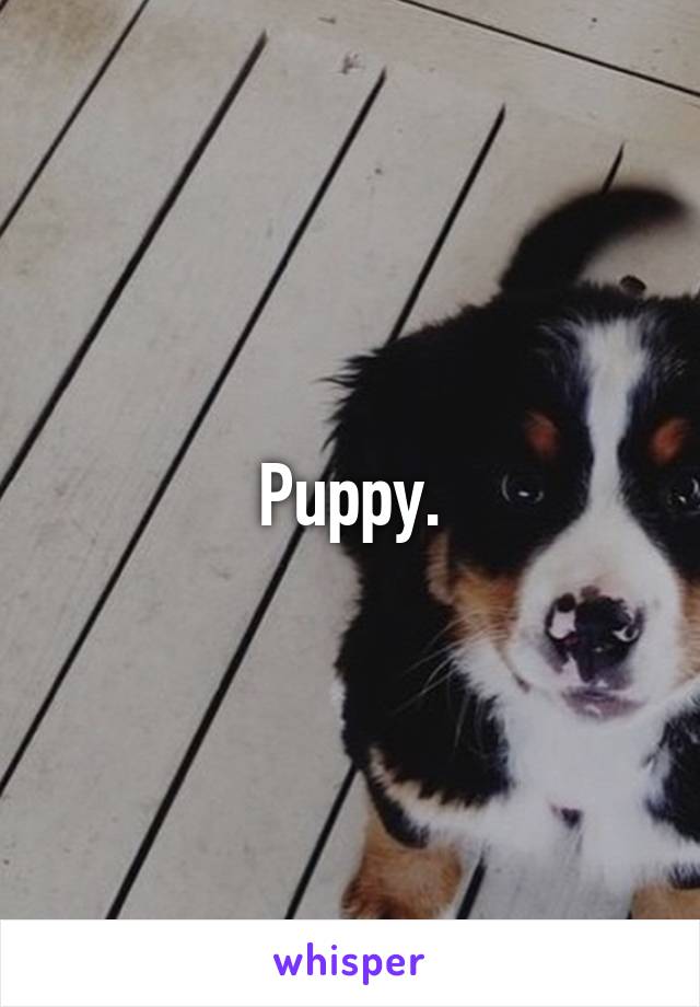 Puppy.