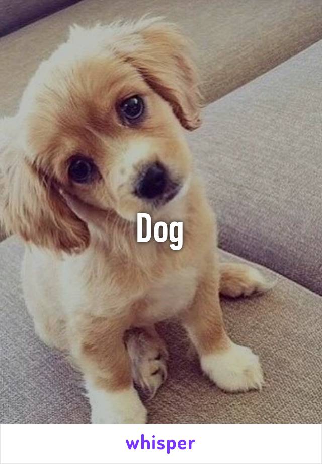 Dog