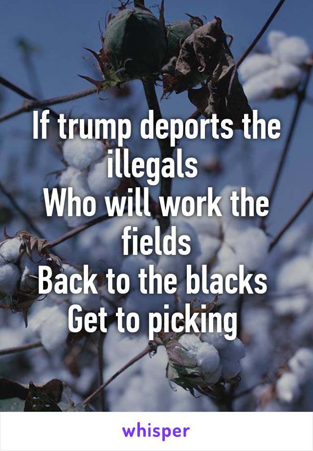 If trump deports the illegals 
Who will work the fields
Back to the blacks 
Get to picking 