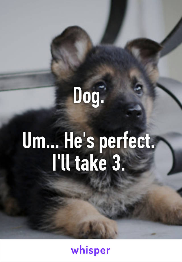 Dog. 

Um... He's perfect. 
I'll take 3. 