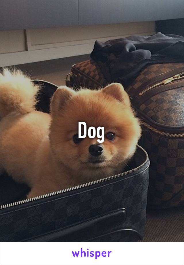 Dog