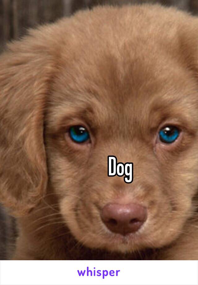 Dog