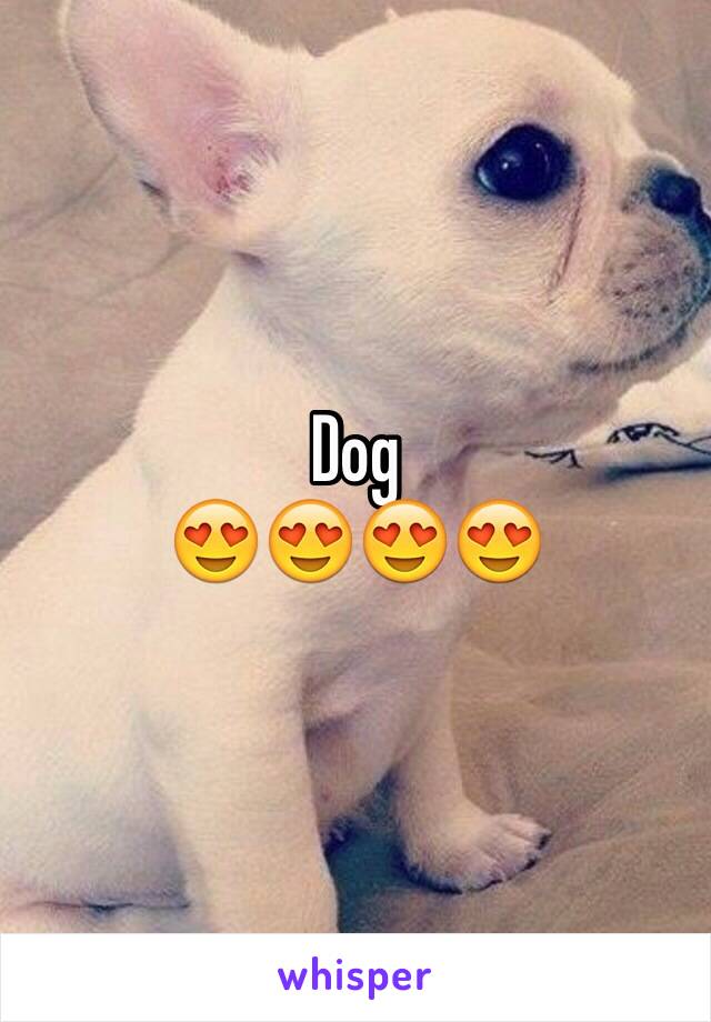 Dog
😍😍😍😍