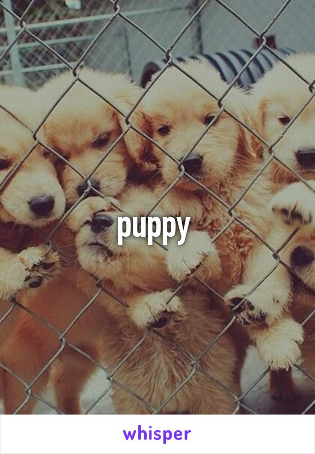 puppy 