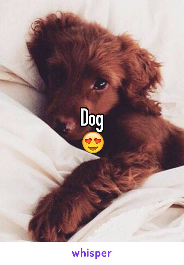 Dog
😍