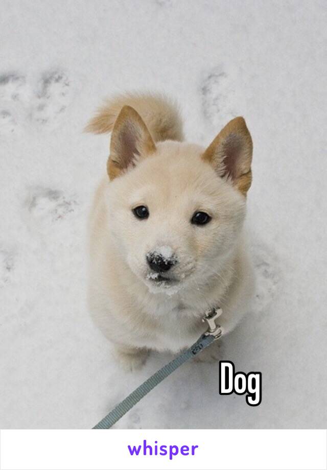 Dog 